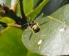 Eumeninae inconnu